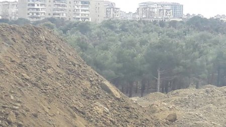 Sabunçu rayonunda canlı aləm diri-diri basdırılır – FOTOLAR