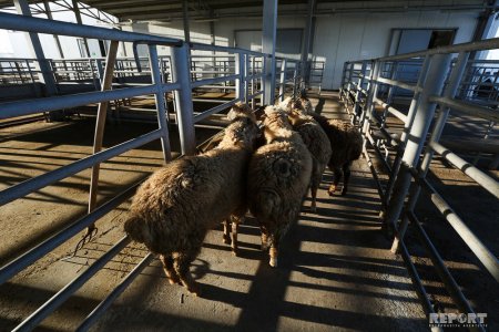 İran halal ət kəsimini Azərbaycan şirkətinə etibar etdi (FOTO/VİDEO)