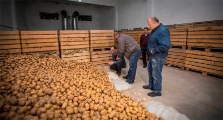 DİQQƏT! Bakıda erməni kartofları satılır (TƏHLÜKƏ)