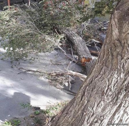 Hövsanda ağac aşdı, 4 nəfər ölümcül yaralandı 