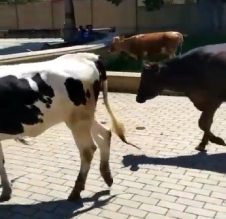 Şəmkir İcra Hakimiyyətinin yanında inəklər otlayır – “İstiqlal” parkında biabırçı mənzərə