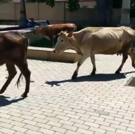 Şəmkir İcra Hakimiyyətinin yanında inəklər otlayır – “İstiqlal” parkında biabırçı mənzərə