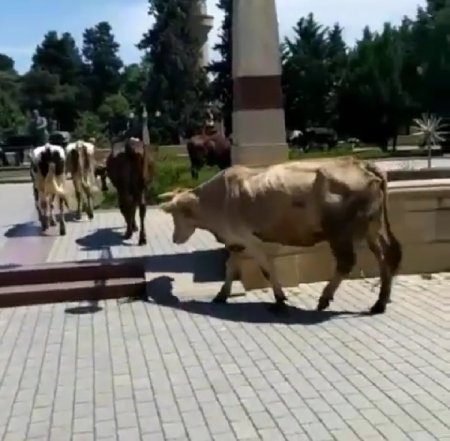 Şəmkir İcra Hakimiyyətinin yanında inəklər otlayır – “İstiqlal” parkında biabırçı mənzərə