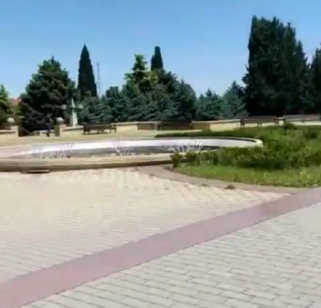 Şəmkir İcra Hakimiyyətinin yanında inəklər otlayır – “İstiqlal” parkında biabırçı mənzərə