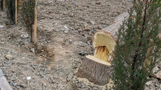 Bakda 20 illik ağaclar kəsildi (FOTOLAR)